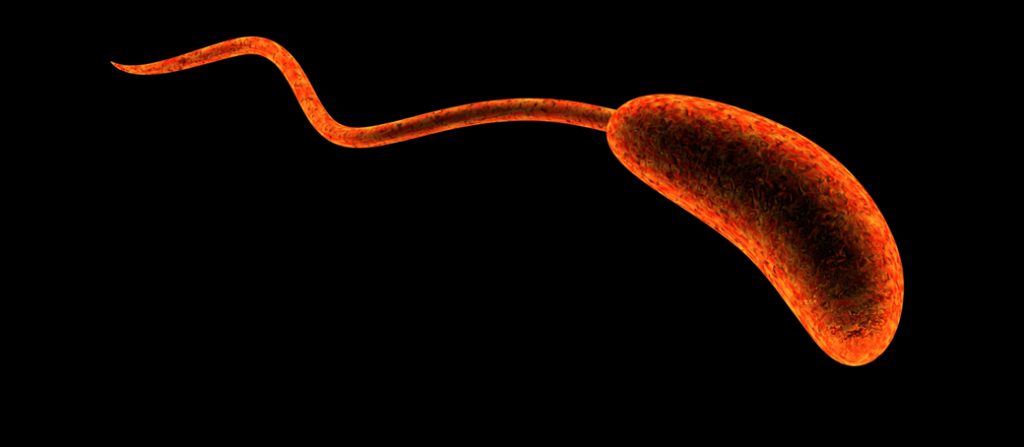 Cholera Virus